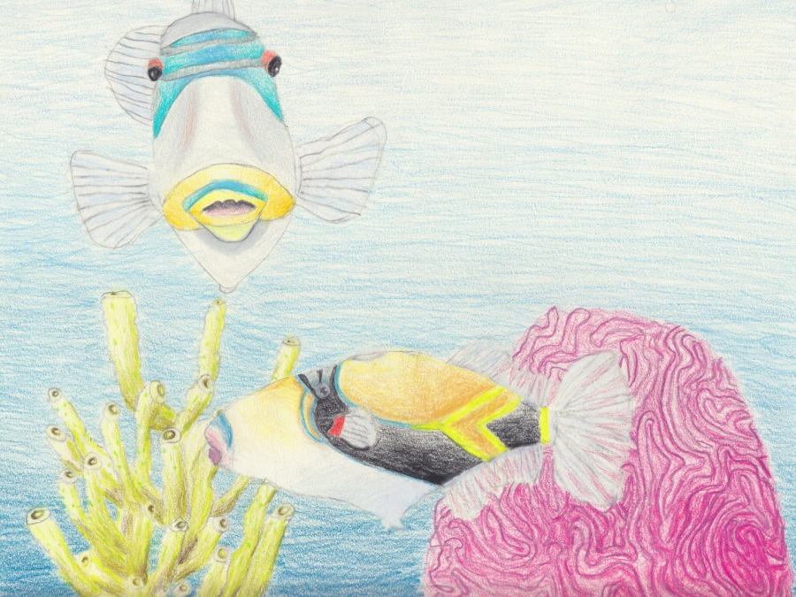 by Kade (3rd Grade) 2020