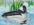 MD Junior Duck Stamp Winner - honorable mention